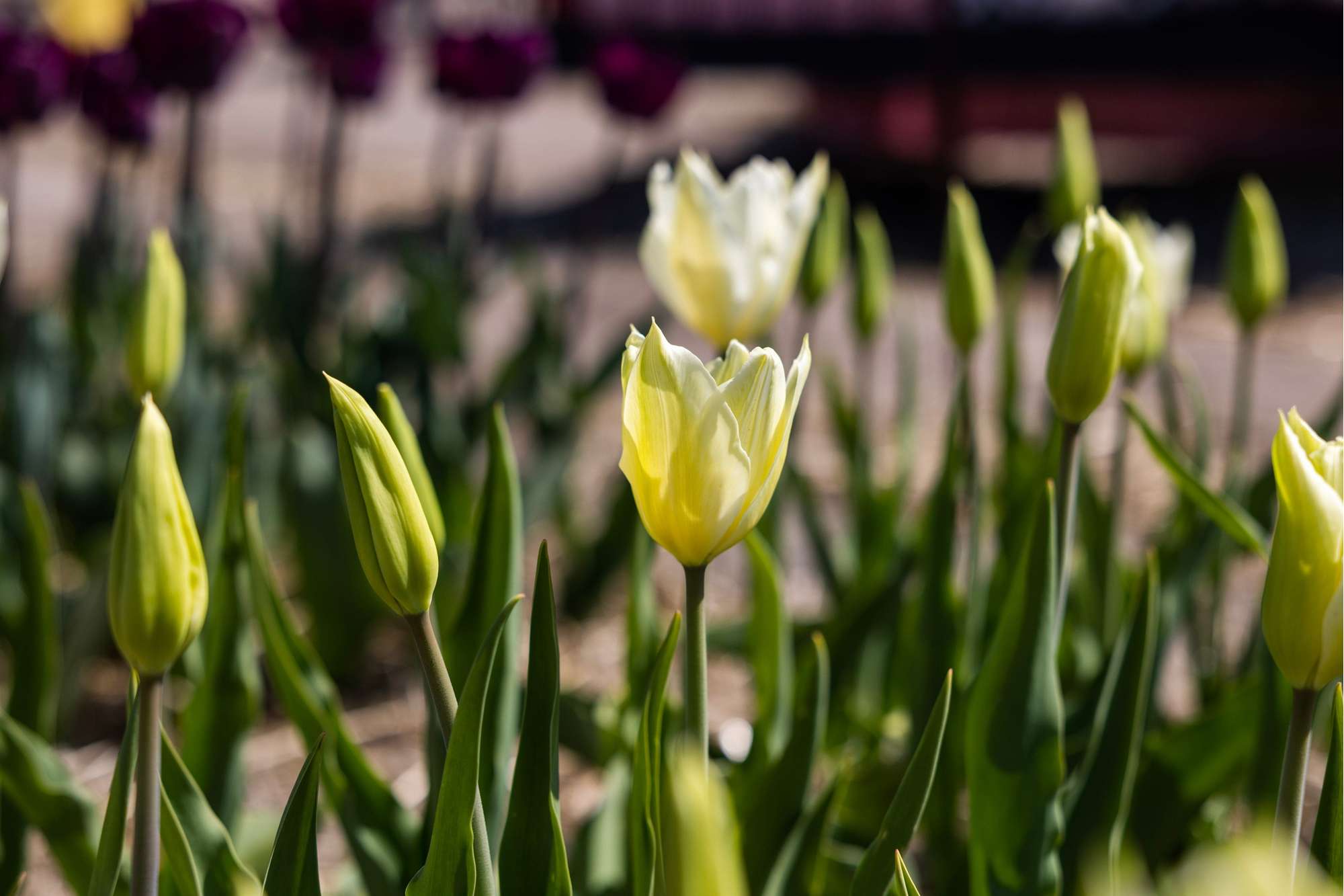 Tulpe 'White Triumphator'